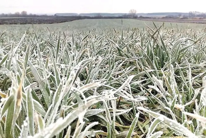 Frühlingsfröste haben 50% der Wintergetreide in der Region Cherson betroffen