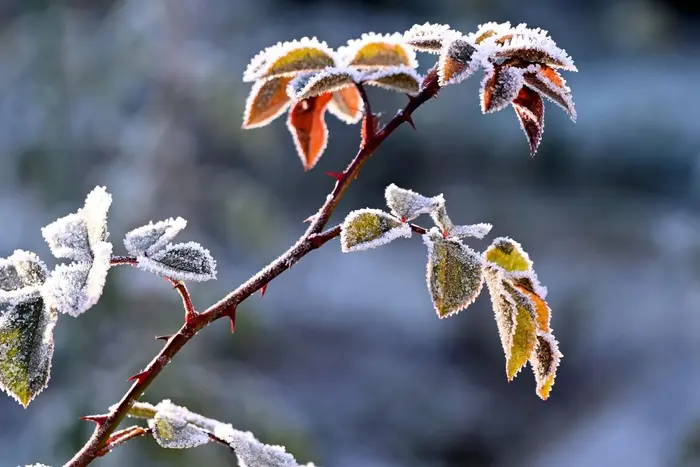 Meteorologen warnen vor Frost in einer Reihe von Regionen der Ukraine