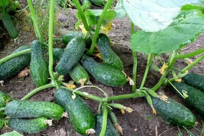 Russia flooded Poland with cucumbers. Imports were significantly higher than last year