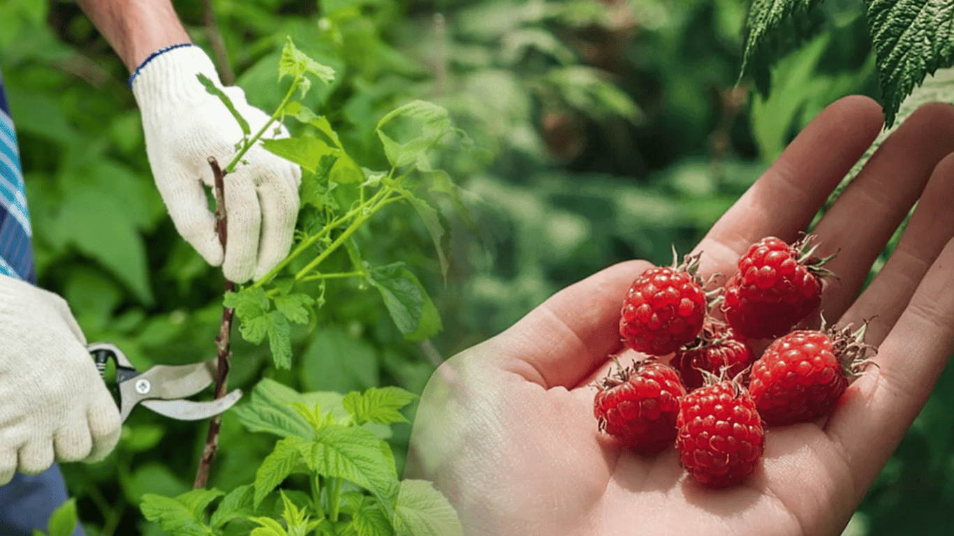 Schneiden Sie die Himbeeren auf keinen Fall so, sonst wird es keine Ernte geben