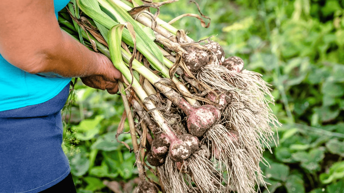Was man nach Knoblauch im Garten pflanzen sollte - die besten Pflanzen